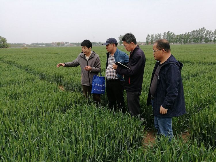 4月25日河北婴泊种业到中国农业大学曲周试验站考察学习