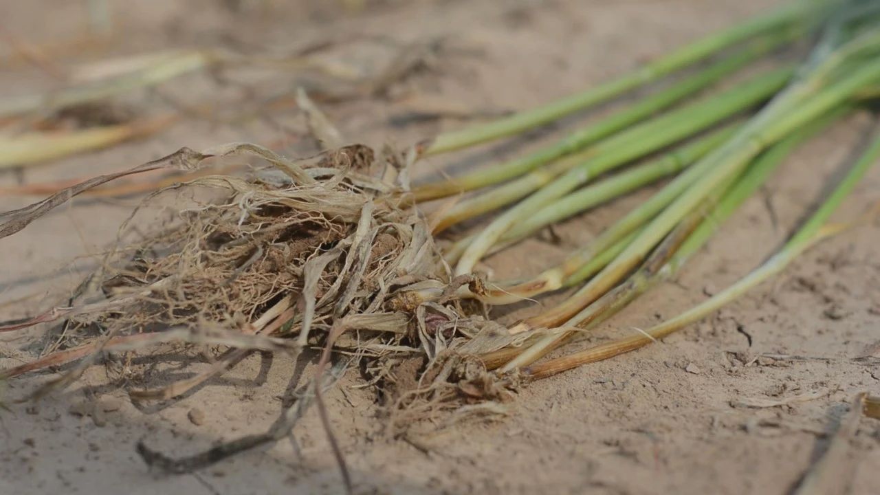 小麦茎基腐病，值得您关注