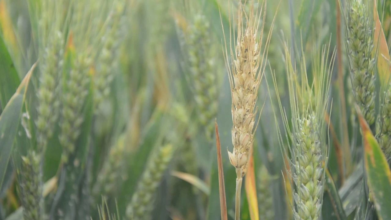 小麦茎基腐病，值得您关注