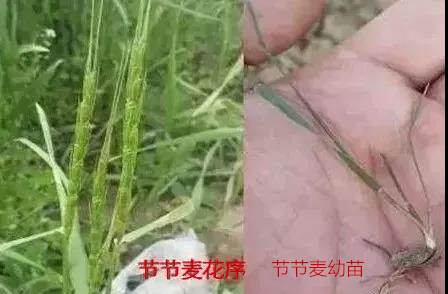 节节麦不用怕，节节麦怎么防，什么时间打，怎么打效果好？（附注意事项）