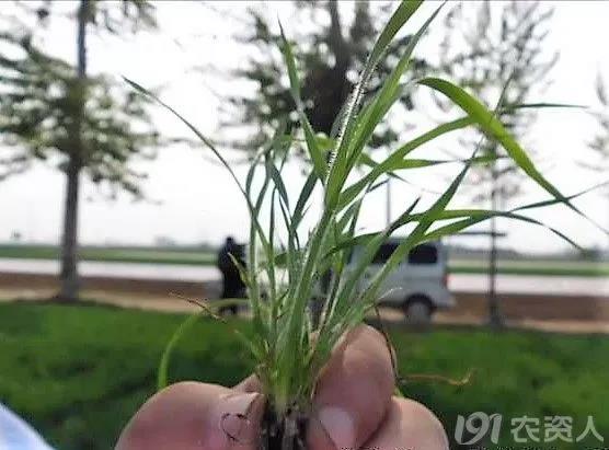 麦田杂草识别及化学除草指南，全面！