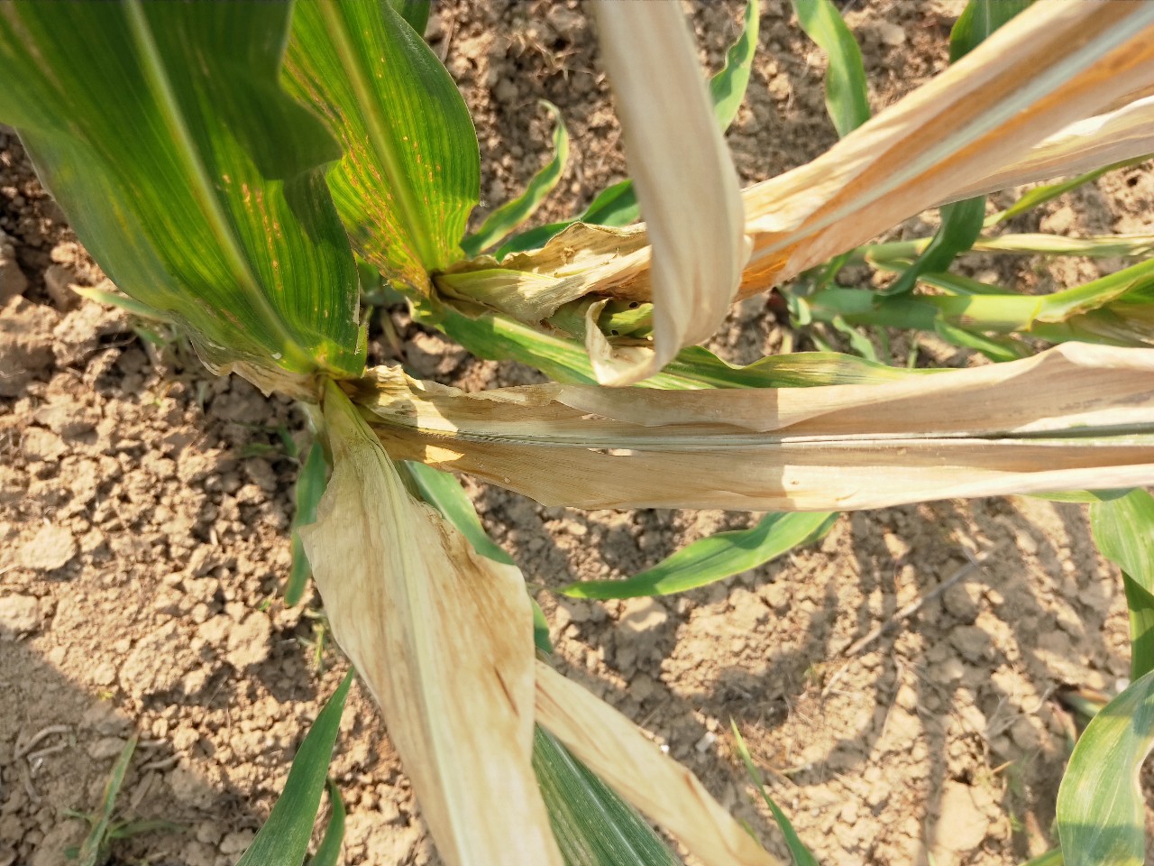 今年伏天，总共40天！小心持续高温导致玉米大减产！  